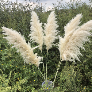 Q-3008 Ingrosso Fiori di Pampa, Erba della Pampa per <span class=keywords><strong>Centrotavola</strong></span> Matrimoniali, Piante di Pampa - Product Image 6