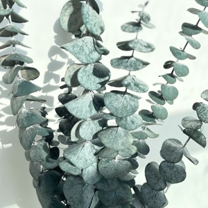 Foglie di eucalipto essiccate steli ramo conservato fiori secchi freschi piante eucalipto conservato per la composizione di fiori secchi - Product Image 4