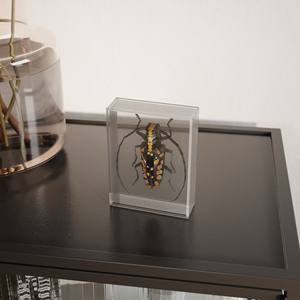 <span class=keywords><strong>Cadre</strong></span> <span class=keywords><strong>photo</strong></span> 3D en acrylique personnalisé avec logo pour spécimen d'insecte - Product Image 6