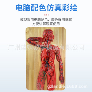 Sistema nervioso humano, sistema circulatorio, sistema urinario, sistema digestivo, sistema endocrino, nervios espinales - Product Image 5