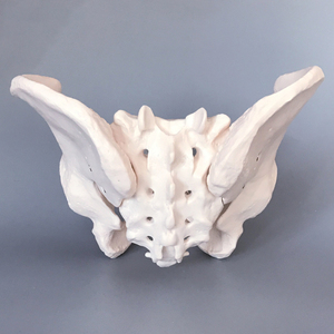 Lebensgroßes männliches Becken modell Becken modell Kleines Becken modell - Product Image 4