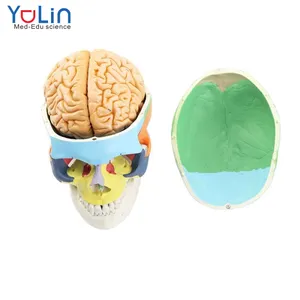 אדם האנטומיה דגם צבע PVC חומר ראש עצם עם 9 חלק של גזע המוח עצם צבע הפרדה