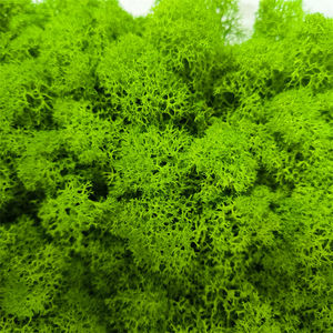 Vente en gros de renne sec naturel, <span class=keywords><strong>panneau</strong></span> mural de mousse verte éternelle préservé, art mural de mousse vivante pour la décoration intérieure, remise des diplômes de la fête des mères - Product Image 5