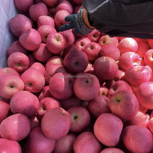 China's Good Quality Fresh Fuji <strong>Apple</strong> Sweet Tasting Grade 1 Shandong Cold Storage - Product Image 6
