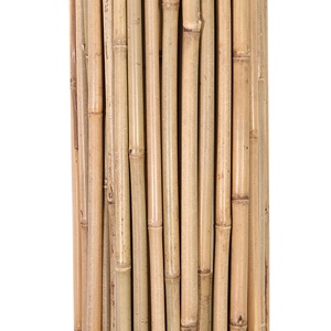 Caña <span class=keywords><strong>de</strong></span> <span class=keywords><strong>bambú</strong></span> para soporte <span class=keywords><strong>de</strong></span> plantas, 150cm, diámetro 12-14mm - Product Image 2