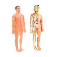 Juguete STEM, Modelo de Cuerpo Humano Transparente para Niños, Anatomía Humana, Modelo de Cuerpo Humano