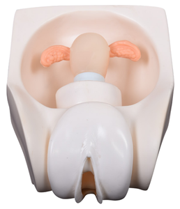 Modèle de pratique de <span class=keywords><strong>contraception</strong></span> féminine en PVC de pointe pour la science médicale - Product Image 1