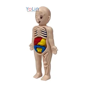 14PCS Educational 3D Model Scientific Blocks Model Building Toys Human Anatomy Organ DIY Assembled Toy Model for Student