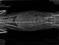 Meilleur prix pour équipement vétérinaire : Machine de radiographie numérique dynamique DR 32KW avec instruments vétérinaires IA