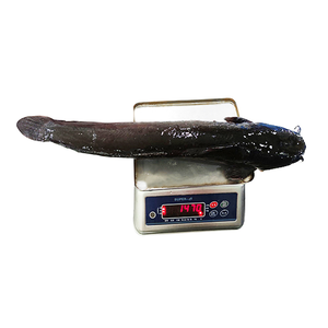 Pesce Gatto dalla Testa Piatta Vivo o Congelato, Gusto Premium per Ristoranti e BBQ - Product Image 2