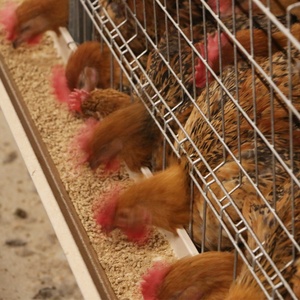Nouvelle batterie de type H entièrement automatique pour système d'élevage de poulets de chair et de poules pondeuses, construction en acier galvanisé à chaud, meilleure performance - Product Image 2