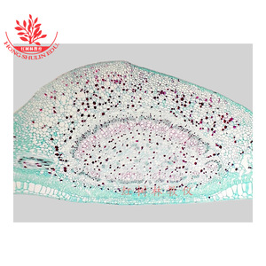 Conjunto de especímenes biológicos de hojas con estructura clara y típica, que cumplen con los estándares de educación superior, preparado biológico para microscopio. - Product Image 5