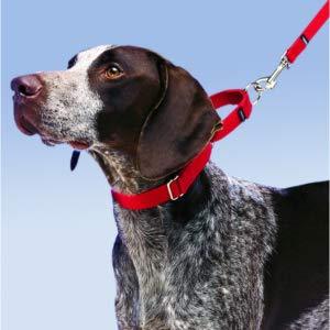 Kingtale <span class=keywords><strong>Best</strong></span> Selling OEM Custom Logo Pet Product <span class=keywords><strong>Choke</strong></span> Martingale Nylon <span class=keywords><strong>Dog</strong></span> <span class=keywords><strong>Collar</strong></span> - Product Image 6