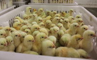 Incubateur d'œufs numérique 1000, 8 pièces, meilleur prix, haut taux d'éclosion, incubateur d'œufs