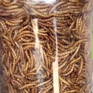 JIATAI Factory Dried Mealworms for Chicken Hamster Turtle Peacocok Bird <strong>Hedgehog</strong> Bear Pig <strong>Feeding</strong> Snack - Product Image 6