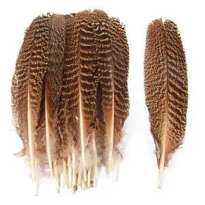 도매 쌍 10-12 "/12-14" 자연 barred 얼룩덜룩 한 공작 날개 quills 깃털