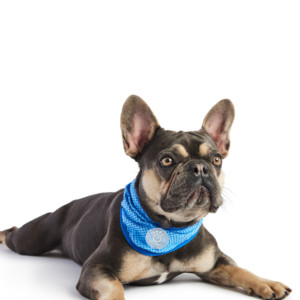ICE BAND - Bandana rafraîchissant pour chien - Bleu - Product Image 1
