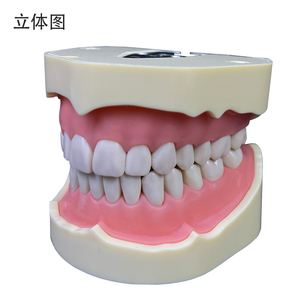 Profession elle Produktion eines hochwertigen Weichgummi-Lehr modells mit abnehmbarem Zahn <span class=keywords><strong>Frasaco</strong></span> Dental modell (28 Zähne) - Product Image 4