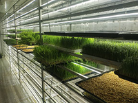 Système hydroponique intelligent et écologique Seedafarm pour la production de fourrage, équipement contrôlé par PLC, garantie 1 an, conteneur de 7000 kg