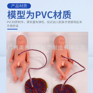 Modèle avancé de soins du cordon ombilical et du placenta chez le nouveau-né, mannequin d'entraînement à la ligature du cordon ombilical et aux soins du nourrisson - Product Image 5