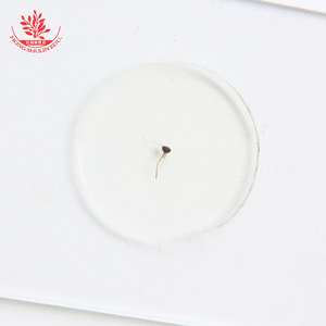Portaobjetos biológicos con partes bucales de mosquitos hembras frescas, claramente teñidas y bien estructuradas, utilizados en laboratorios de enseñanza. - Product Image 1