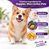Friandises à mâcher souples pour chiens, pour la mobilité des hanches et des articulations, avec glucosamine, chondroïtine et MSM, pour toutes les générations. Marque privée, OEM, ODM, formule personnalisée, faible MOQ.