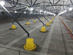 Las líneas de alimentación de patos para aves de corral dispuestas en filas - Product Image 2