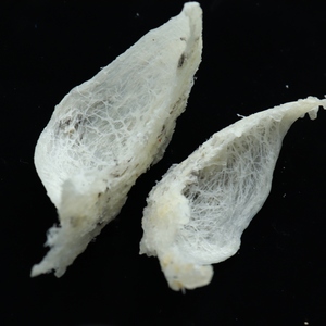 Nido de Pájaro de colágeno Natural puro, marca personalizada, Nido de Pájaro sin procesar - Product Image 4