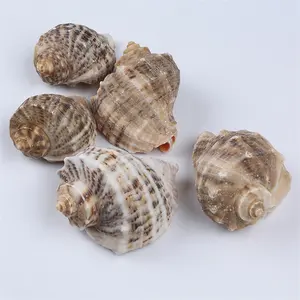 Lot de coquillages de mer naturels, pour décoration, vente en gros, 7-10cm