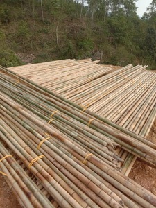 Piquets en bambou naturel pour l'agriculture, piquets de jardin écologiques en bambou pour le soutien des plantes, canne de Tonkin pour pépinière - Product Image 6