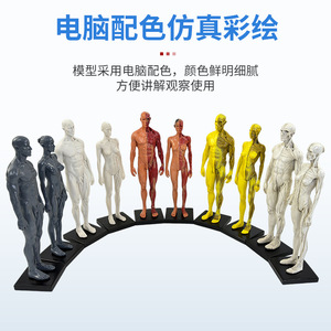Modelo Anatómico Humano de Resina Artística de 30 cm para la Estructura Musculoesquelética, Pintura CG y Enseñanza de Escultura - Product Image 4