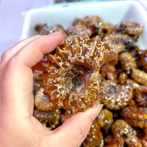 Doğal cilalı şifa taşı ev dekorasyon için amonyum krizantem salyangoz fosilleri taş fosil - Product Image 3