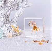 Spécimen d'insecte enrobé de coquillages, crabes et petites étoiles de mer dans de la résine, décoration de bureau, coquillage dans de l'art en résine époxy