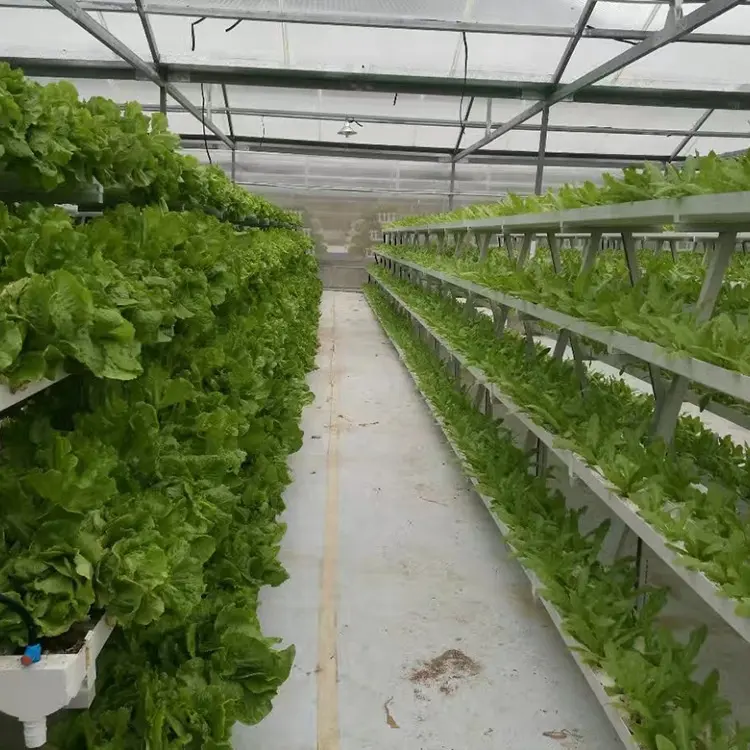 Nuovi sistemi di coltivazione idroponica della torre idroponica verticale dell'interno del giardino della serra di agricoltura per le colture mediche