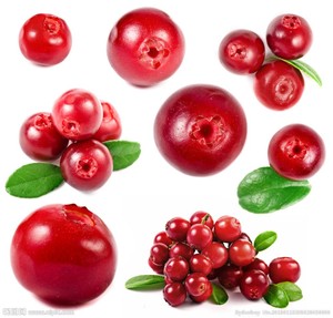High Quality Lingonberry Fruit Powder for Health Foods Dietary Supplements Bottle Packaging - Product Image 3