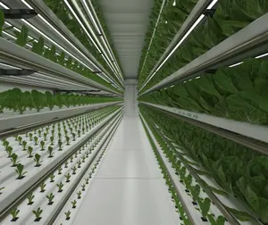 Automated Agricultural Greenhouse Supplier Hydroponic System Vertical Wall