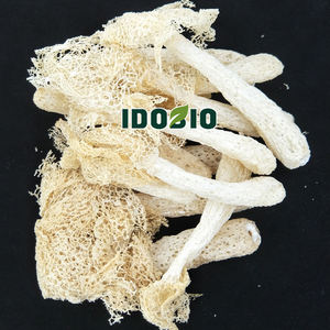 Persediaan IdoBio Bubuk Ekstrak <span class=keywords><strong>Phallus</strong></span> <span class=keywords><strong>Indusiatus</strong></span>/Bubuk <span class=keywords><strong>Phallus</strong></span> <span class=keywords><strong>Indusiatus</strong></span> - Product Image 3