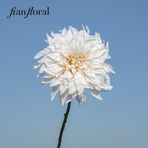 FONG IAN Nouvelle Arrivée Automne Fleurs Artificielles Grandes <span class=keywords><strong>Dahlia</strong></span> Effet Naturel <span class=keywords><strong>Café</strong></span> au Lait pour Décoration Mariage Saint-Valentin - Product Image 3