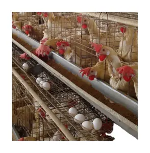 Les petites cages à poulets entièrement automatiques galvanisées à chaud de type H conviennent à l'élevage à la ferme et à la maison