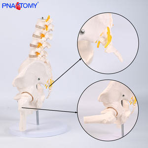 • الفقرات القطنية البشرية من خمسة أقسام مع عظم الحوض والعصب الفقري نموذج الهيكل العظمي لأمراض النساء والتوليد وجراحة العظام - Product Image 6
