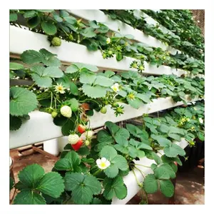 Mehrschicht-Metallregal vertikale hydroponische Anbausysteme Gesamtsystem Nft für Gemüse Erdbeere