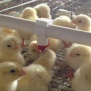 Cages de couvaison automatiques professionnelles pour poulets, type <span class=keywords><strong>A</strong></span>, galvanisées, pour élevages avicoles modernes - Product Image 6