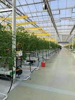 Serre en polycarbonate Venlo de haute qualité - Serre commerciale multi-voûtes avec système de contrôle climatique et culture hydroponique
