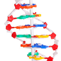 Modèle de démonstration de la structure de la double hélice de l'ADN anatomique scientifique médical SCIEDU, base de paires, génétique, biologique