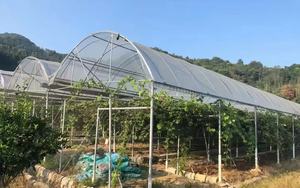 Nhà máy trực tiếp Tùy chỉnh cao cấp cường độ cao PO phim nhà kính đa chức năng nông nghiệp nhựa cao cấp minh bạch - Product Image 5