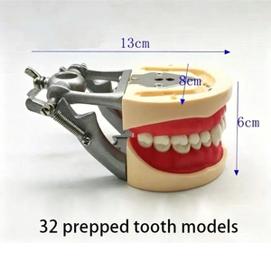 Modelo de Dientes Humanos para Higiene Dental, Modelo Educativo Estándar, Dientes Tipodontes - Product Image 6