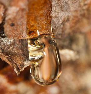 Rohes ätherisches <span class=keywords><strong>Copaiba</strong></span>-Balsam öl | Copaifera Langs dorffii Öl | <span class=keywords><strong>Copaiba</strong></span>-Öl-Reine und natürliche dampf destillierte ätherische Öle - Product Image 4