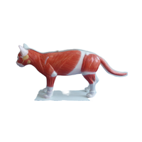 Modelo Anatómico de Gato en PVC para Ciencias Médicas