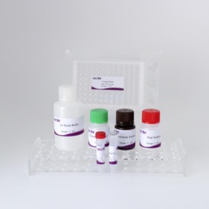 Salmonella Abortus Equi cELISA Kit | Wettbewerbs fähiger <span class=keywords><strong>ELISA</strong></span> | 96T Platte | Pferd Abtreibung Antikörper <span class=keywords><strong>test</strong></span> - Product Image 2