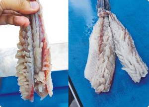 Fabricants de machines à découper en biais les filets de poulet frais, de poisson et de écureuil en acier inoxydable - Product Image 2